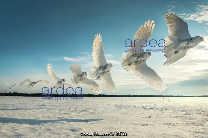 : Canadian snowy owl (Bubo scandiacus) in flight : Canadian snowy owl (Bubo scandiacus) in flight