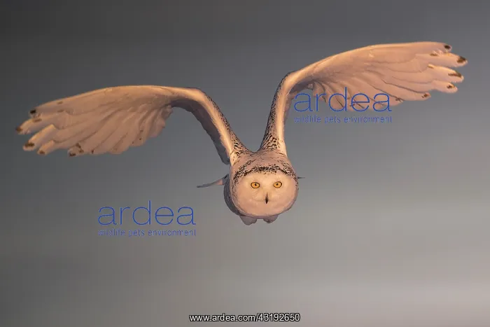 : Canadian snowy owl (Bubo scandiacus) in flight : Canadian snowy owl (Bubo scandiacus) in flight