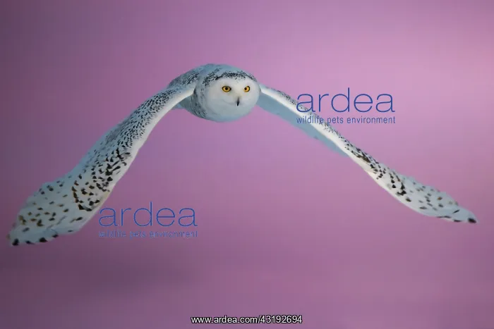 : Canadian snowy owl (Bubo scandiacus) in flight : Canadian snowy owl (Bubo scandiacus) in flight