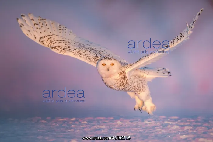 : Canadian snowy owl (Bubo scandiacus) in flight : Canadian snowy owl (Bubo scandiacus) in flight