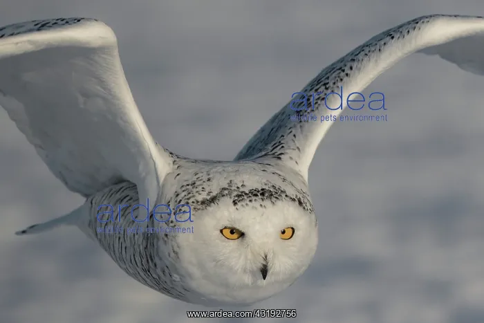 : Canadian snowy owl (Bubo scandiacus) in flight : Canadian snowy owl (Bubo scandiacus) in flight