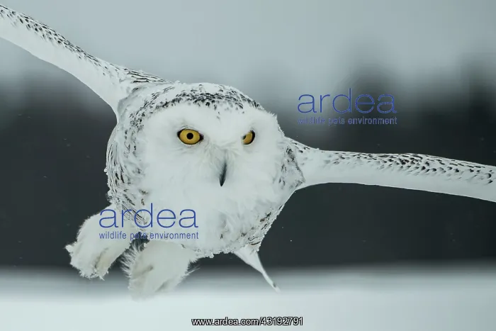 : Canadian snowy owl (Bubo scandiacus) in flight : Canadian snowy owl (Bubo scandiacus) in flight