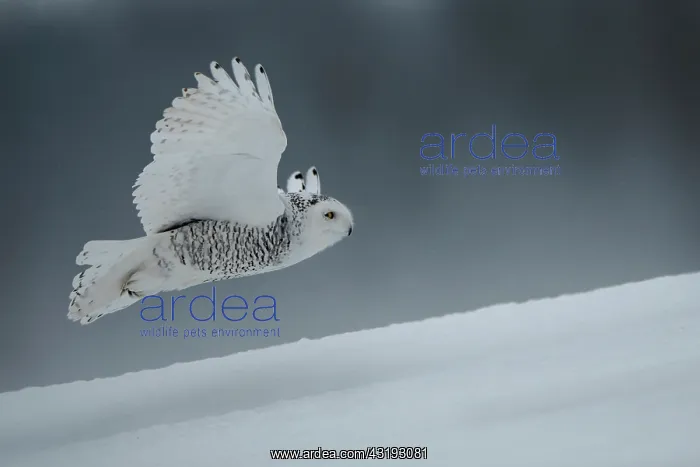 : Canadian snowy owl (Bubo scandiacus) Flying low : Canadian snowy owl (Bubo scandiacus) Flying low