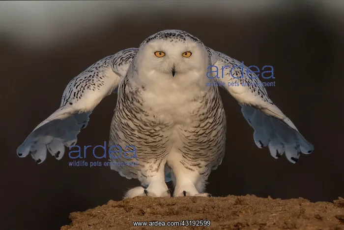 : Canadian snowy owl (Bubo scandiacus) on the ground : Canadian snowy owl (Bubo scandiacus) on the ground