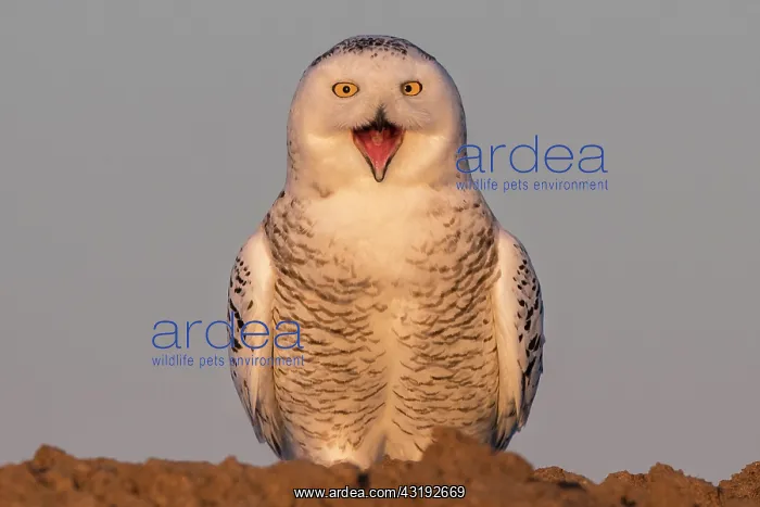 : Canadian snowy owl (Bubo scandiacus) on the ground : Canadian snowy owl (Bubo scandiacus) on the ground