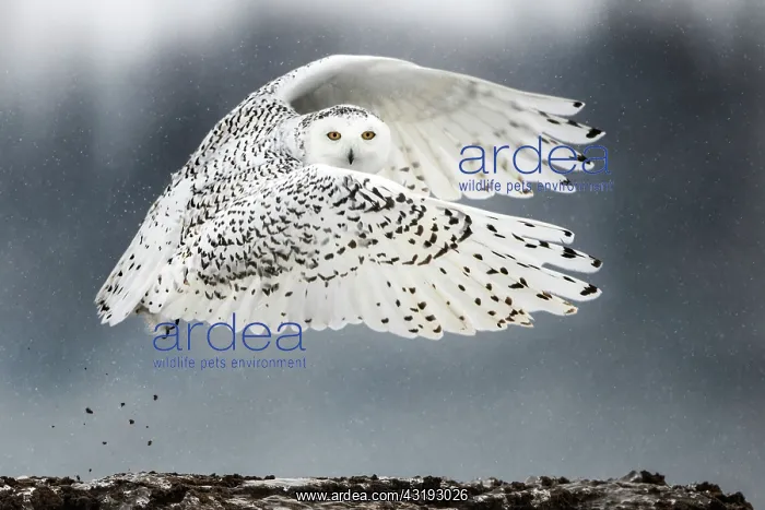 : Canadian snowy owl (Bubo scandiacus) ponting during : Canadian snowy owl (Bubo scandiacus) ponting during