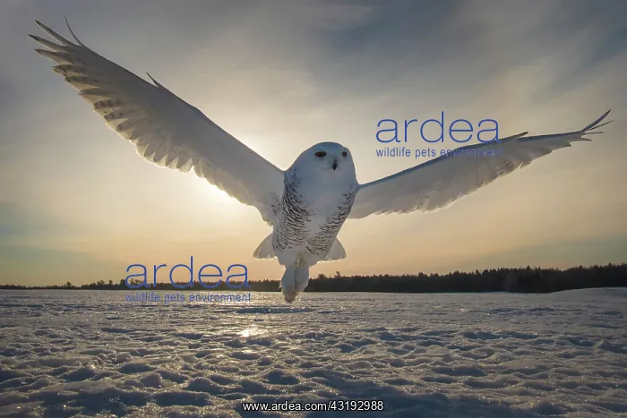 : Canadian snowy owl (Bubo scandiacus) on taking off : Canadian snowy owl (Bubo scandiacus) on taking off