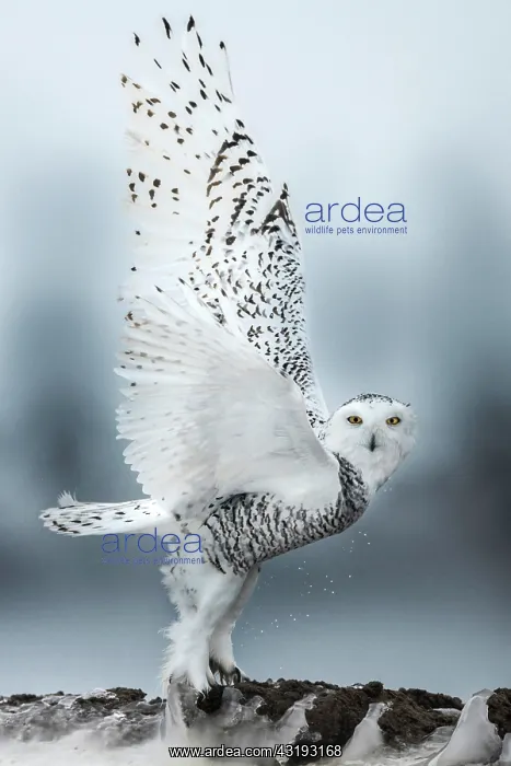 : Canadian snowy owl (Bubo scandiacus) taking off : Canadian snowy owl (Bubo scandiacus) taking off