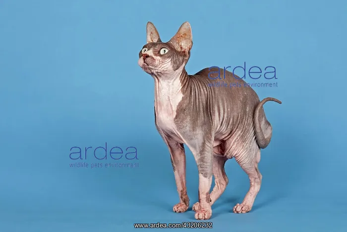 : Canadian Sphynx cat, 5 years, Blue Tabby and White : Canadian Sphynx cat, 5 years, Blue Tabby and White