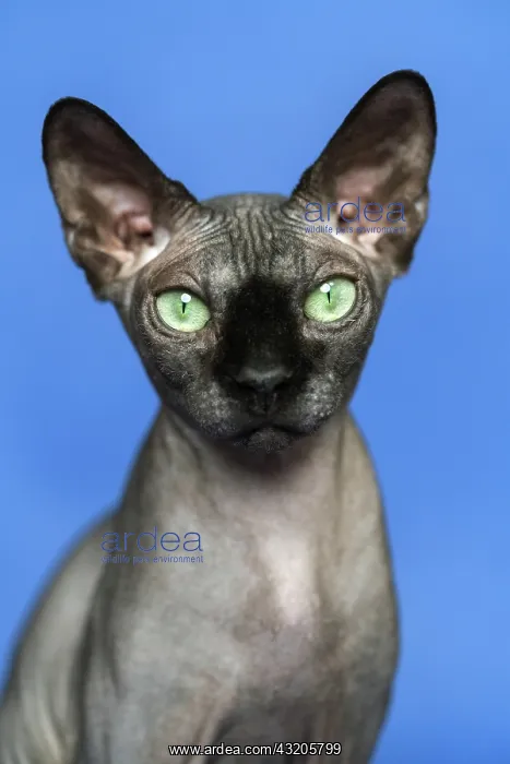 : Canadian Sphynx cat - breed of cat known for its : Canadian Sphynx cat - breed of cat known for its