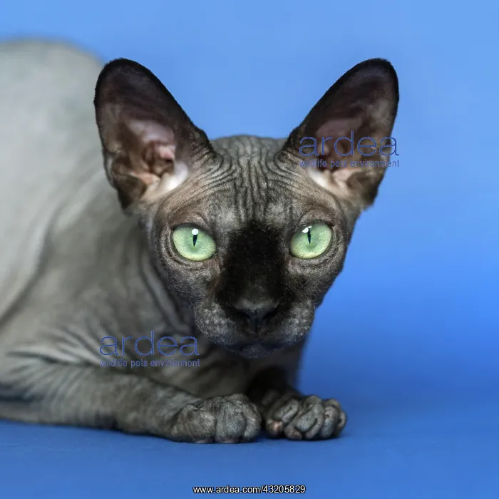 : Canadian Sphynx cat - breed of cat known for its : Canadian Sphynx cat - breed of cat known for its