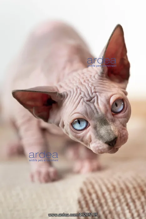 : Canadian Sphynx cat walked close to camera and looking : Canadian Sphynx cat walked close to camera and looking