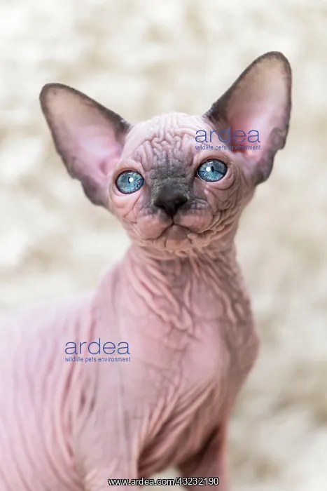 : Canadian Sphynx kitten with big blue eyes looking : Canadian Sphynx kitten with big blue eyes looking