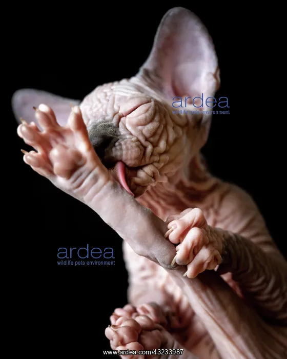 : Canadian Sphynx kitten licks its outstretched hind : Canadian Sphynx kitten licks its outstretched hind