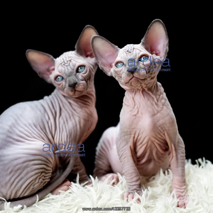 : Two Canadian Sphynx kittens sitting on white carpet : Two Canadian Sphynx kittens sitting on white carpet