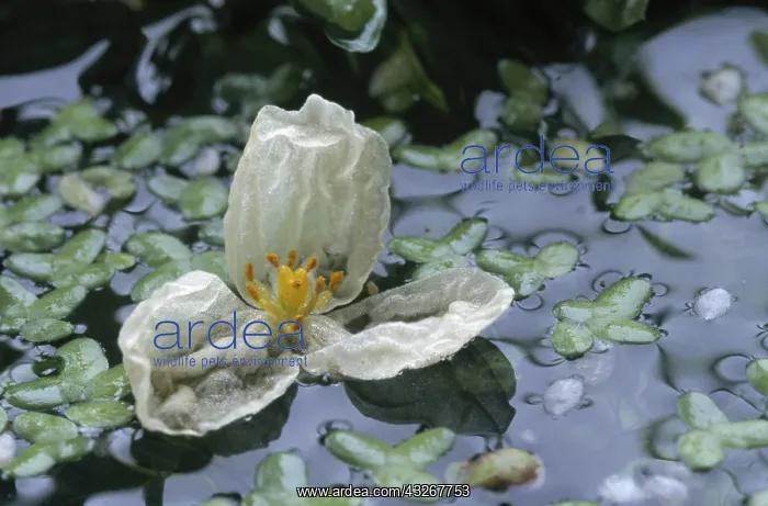 : Canadian Waterweed (Elodea canadensis) blooming : Canadian Waterweed (Elodea canadensis) blooming