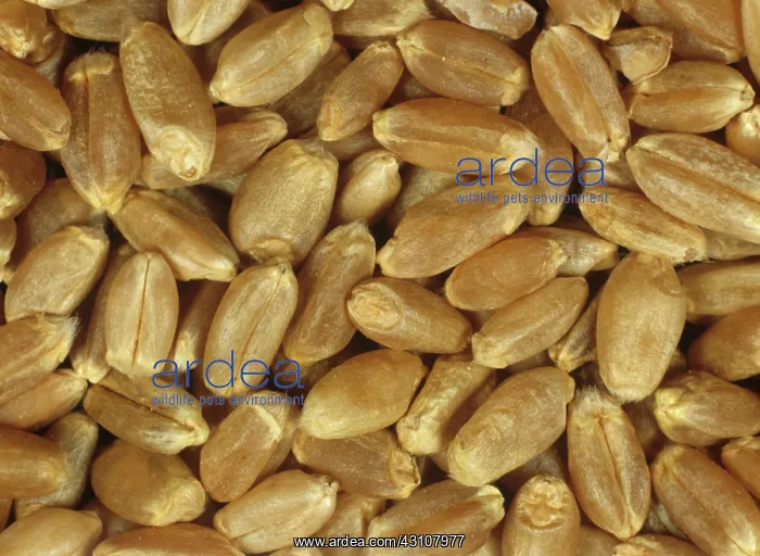 : Canadian Western red spring milling wheat : Canadian Western red spring milling wheat