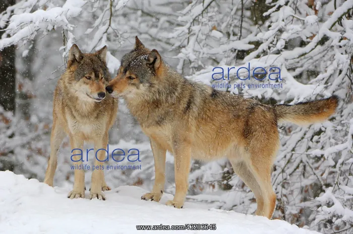 : Canadian Wolves (Canis lupus occidentalis) : Canadian Wolves (Canis lupus occidentalis)