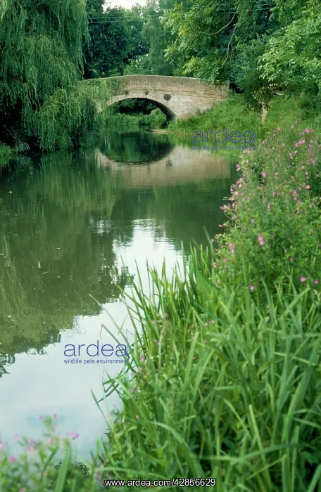 : Canal - Basingstoke canal : Canal - Basingstoke canal