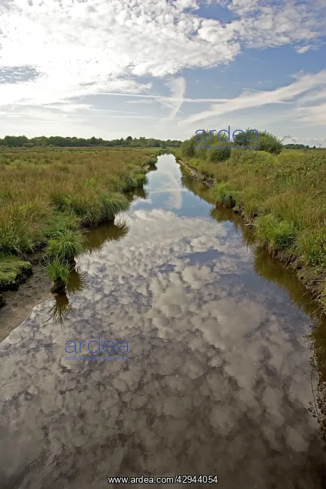 : Canal in marshy wetlands : Canal in marshy wetlands