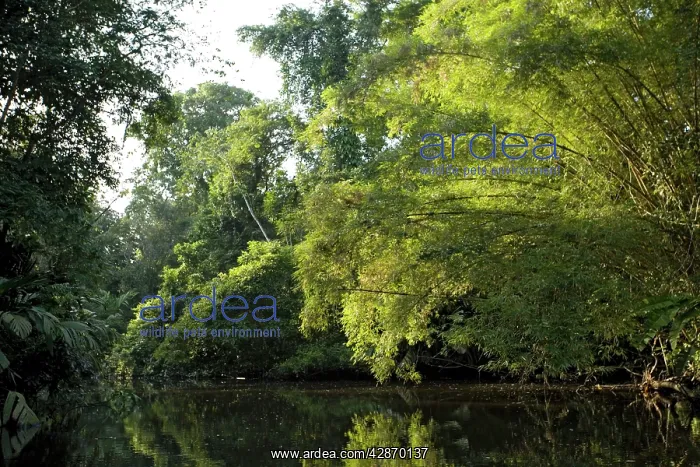 : Canal overhung by raffia palms : Canal overhung by raffia palms