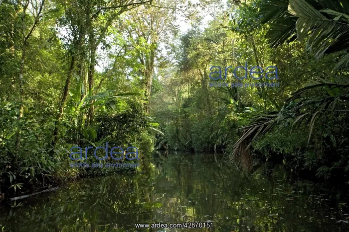 : Canal overhung by raffia palms : Canal overhung by raffia palms