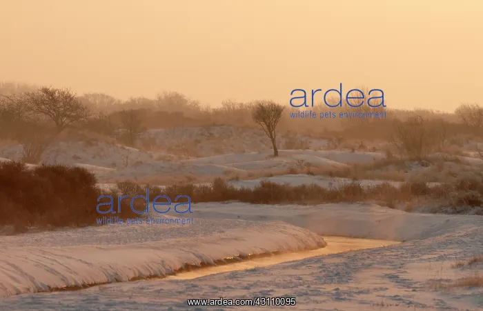 : Canal in snowy landscape on a cold winter morning : Canal in snowy landscape on a cold winter morning