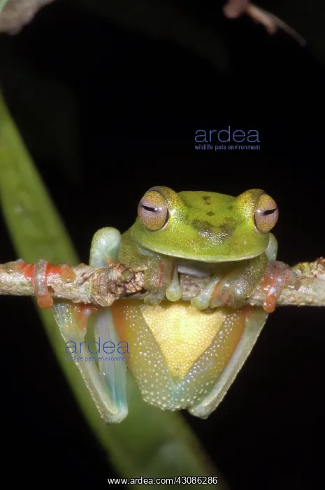 : Canal Zone Tree Frog : Canal Zone Tree Frog