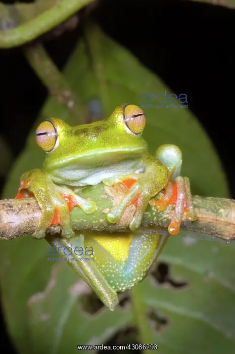  : Canal Zone Tree Frog