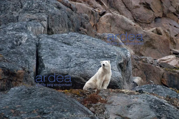 : Canand, Nunavut, Lower Savage Islands. Lone : Canand, Nunavut, Lower Savage Islands. Lone