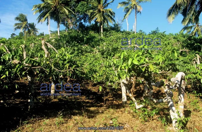 : Cananga Tree - with Ylang Ylang flowers : Cananga Tree - with Ylang Ylang flowers