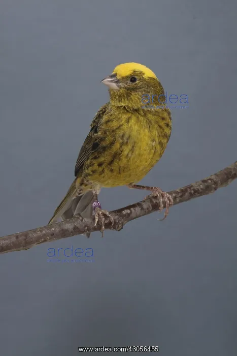 : Canari Color Lizard fonce intensif on a branch : Canari Color Lizard fonce intensif on a branch