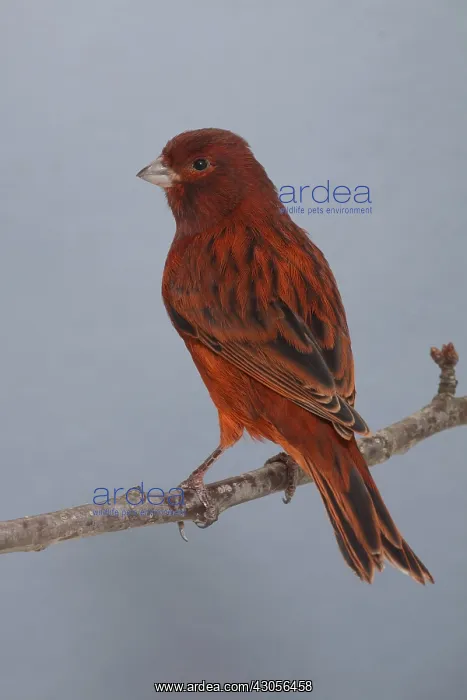 : Canari Color Noir rouge intensif on a branch : Canari Color Noir rouge intensif on a branch