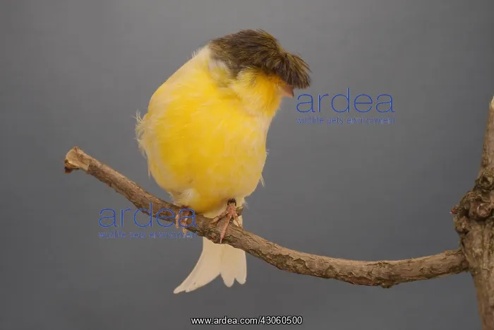 : Canari Crested on a branch : Canari Crested on a branch
