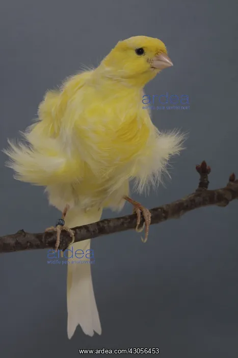 : Canari Curly Frise du Nord on a branch : Canari Curly Frise du Nord on a branch