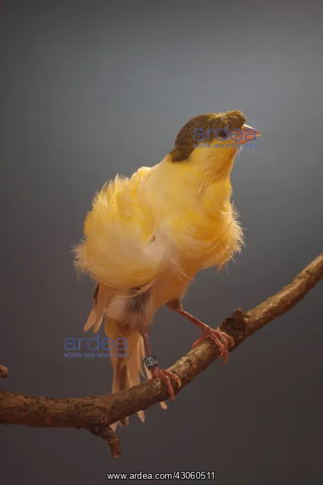: Canari Fiorino on a branch : Canari Fiorino on a branch