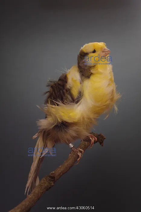 : Canari Frise parisien on a branch : Canari Frise parisien on a branch