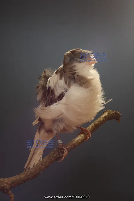 : Canari Frise parisien on a branch : Canari Frise parisien on a branch