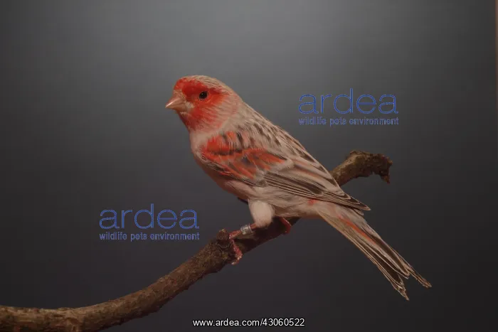 : Canari Mozaic Agate on a branch : Canari Mozaic Agate on a branch