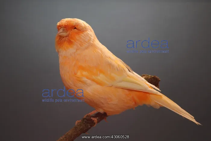 : Canari Norwich on a branch : Canari Norwich on a branch