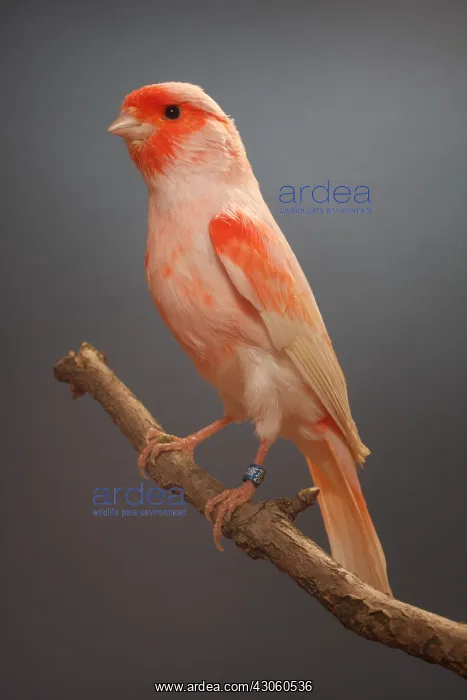 : Canari red mozaic on a branch : Canari red mozaic on a branch