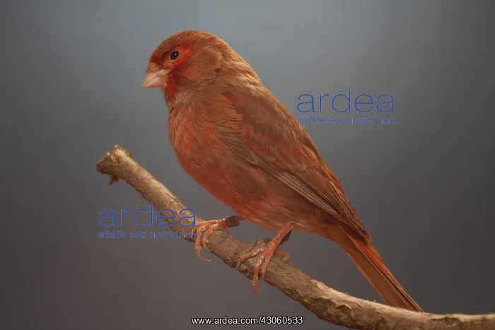 : Canari red phaeo on a branch : Canari red phaeo on a branch