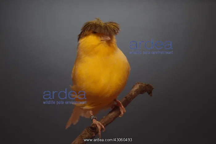 : Canari Variegated Crest Bred on a branch : Canari Variegated Crest Bred on a branch