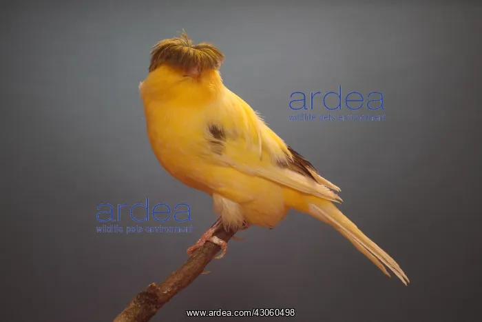 : Canari Variegated Crest Bred on a branch : Canari Variegated Crest Bred on a branch