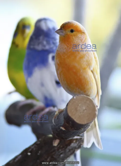 : Canaries and budgies : Canaries and budgies