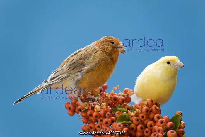 : Canaries eating berries of firethorn : Canaries eating berries of firethorn