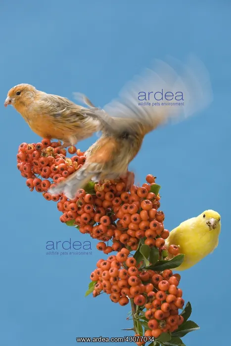 : Canaries eating berries of firethorn : Canaries eating berries of firethorn