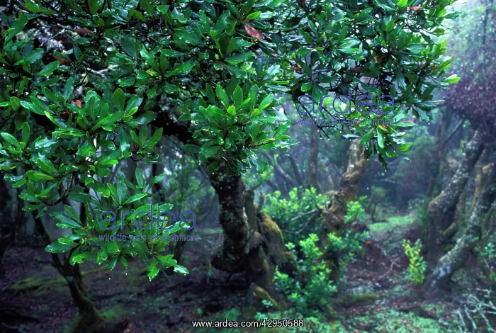 : Canaries Laurel - the leaf captures moisture from the mists : Canaries Laurel - the leaf captures moisture from the mists