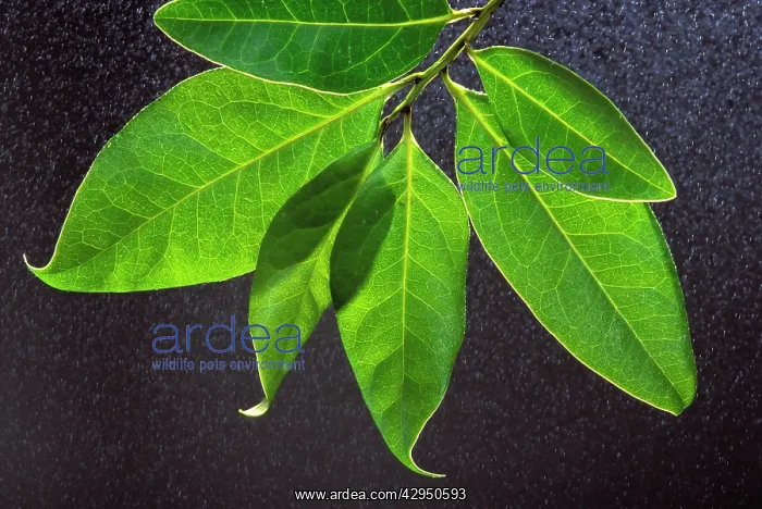 : Canaries Laurel - the leaf captures moisture from the mists : Canaries Laurel - the leaf captures moisture from the mists