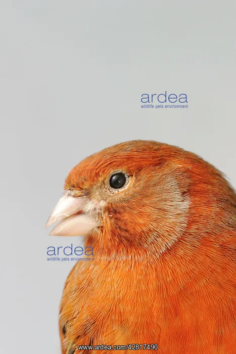  : Canary - bronze red, close up of head, captive bred